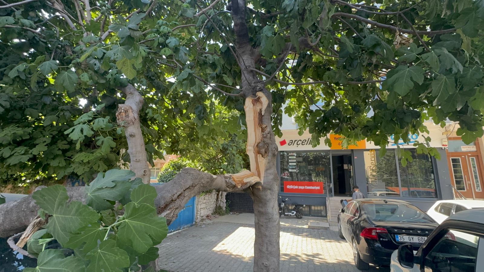 Küçükçekmece Tevfikbey Mahallesi’nde park halindeki otomobilin üzerine ağaç devrildi.