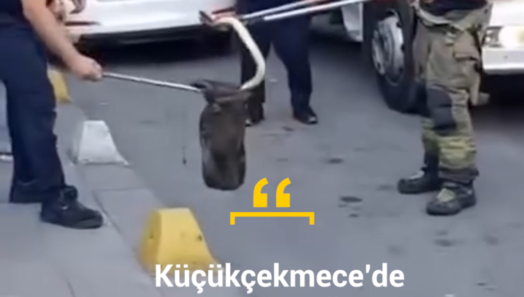 Küçükçekmece’de Yılan Paniği: Okul Önünde Bulundu