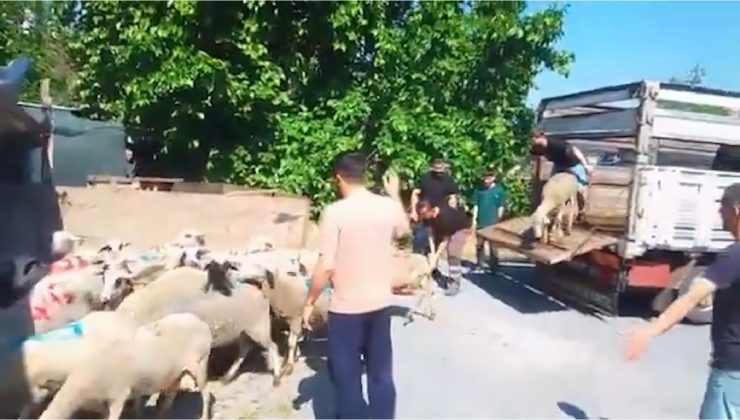 Sedat Peker’den Küçükçekmece’de Kurban Bayramı Yardımı: Küçükbaş Kurbanlıklar İhtiyaç Sahiplerine Ulaştırıldı