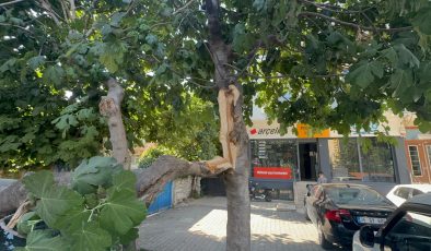 Küçükçekmece Tevfikbey Mahallesi’nde park halindeki otomobilin üzerine ağaç devrildi.
